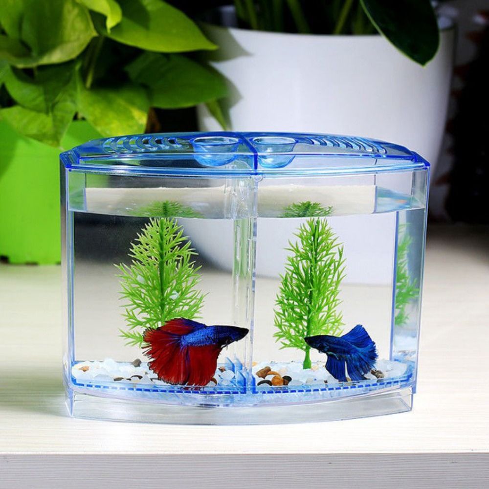 Transparent Betta Fish Tank, D - Betta Fish Tank ulasan dan harga
